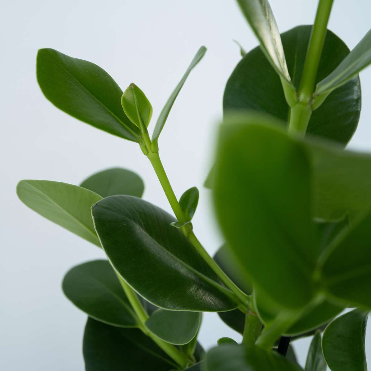 Autograph Tree Clusia Rosea Princess Plant - Height 25-35cm