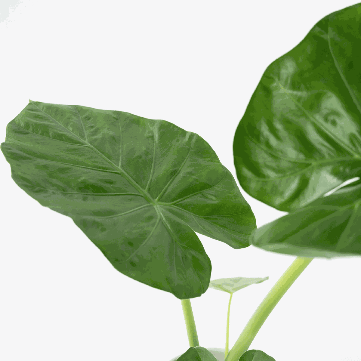 Alocasia Macrorrhizos Elephant's Ear Houseplant - Height 60-70cm