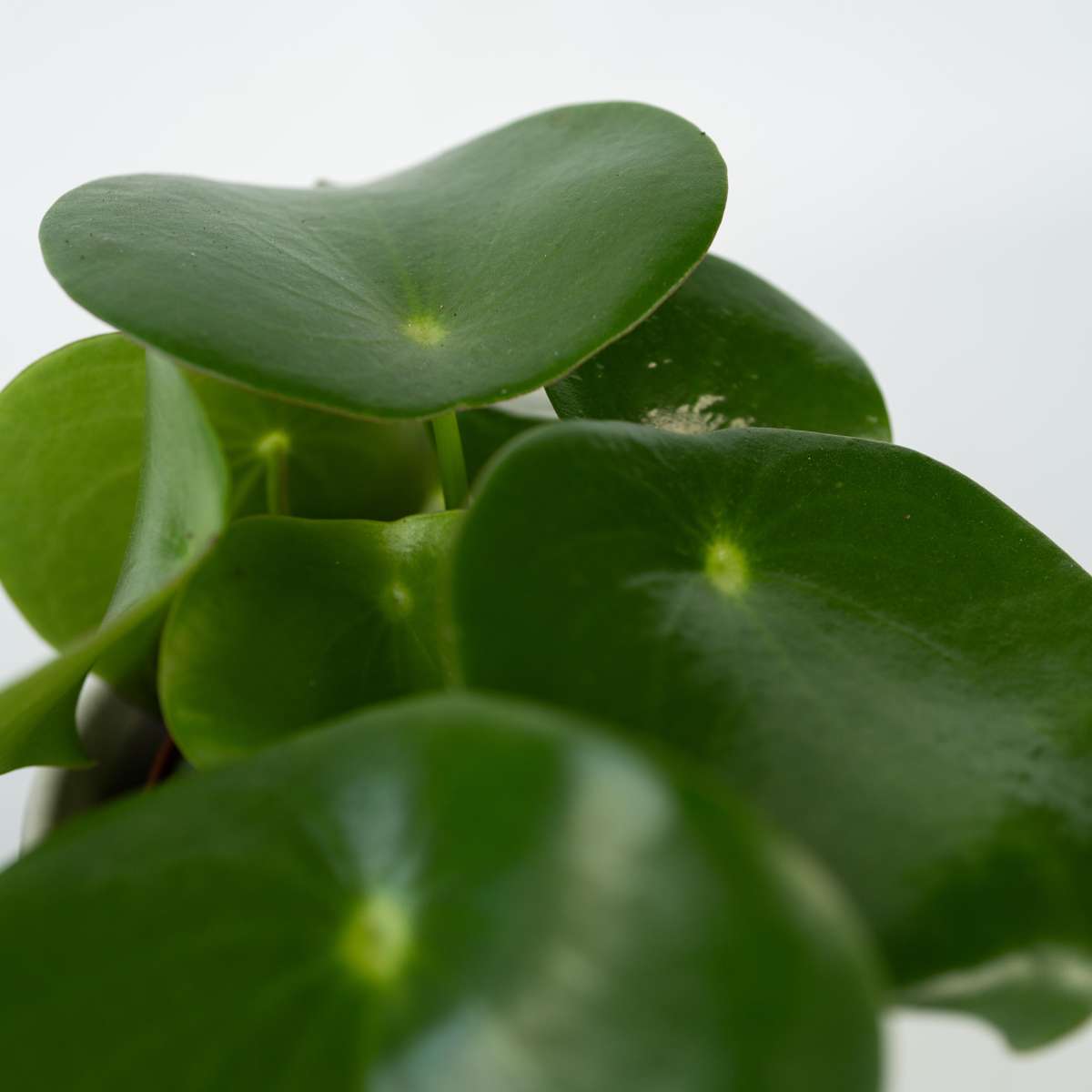 Peperomia Polybotrya 'Raindrop' Chinese Money Plant - Height 20-30cm