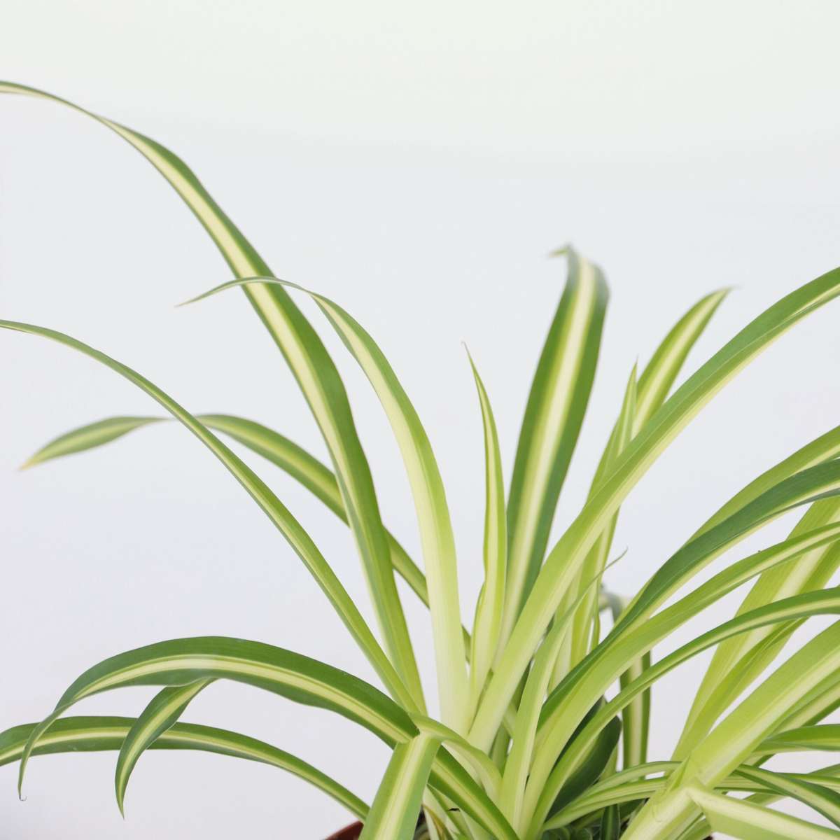 Chlorophytum Comosum 'Atlantic' Spider Plant - Height 25-40cm