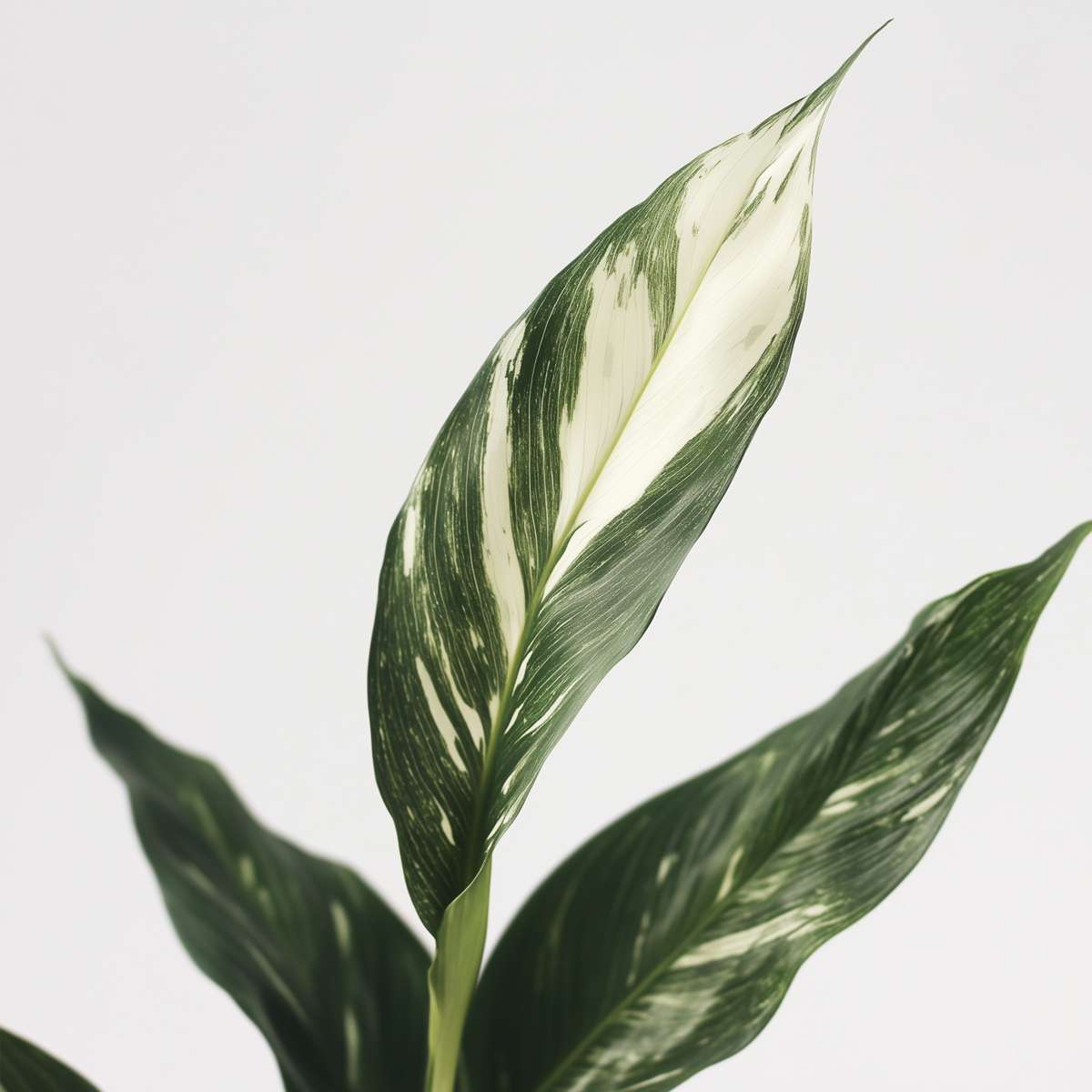Spathiphyllum Diamond Peace Lilly - Height 40-50cm