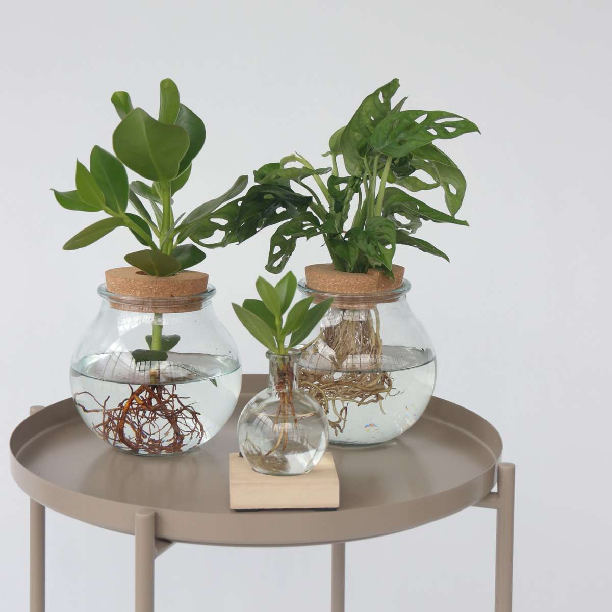 Hydroponic Monstera Monkey Mask Mini Swiss Cheese Plant - Height 25-35cm