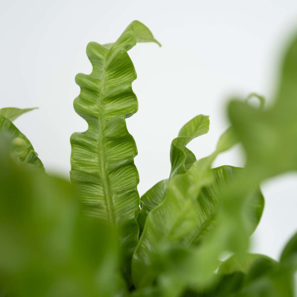 Asplenium Birds Nest Fern Houseplant - Crispy Wave - Height 25-40cm