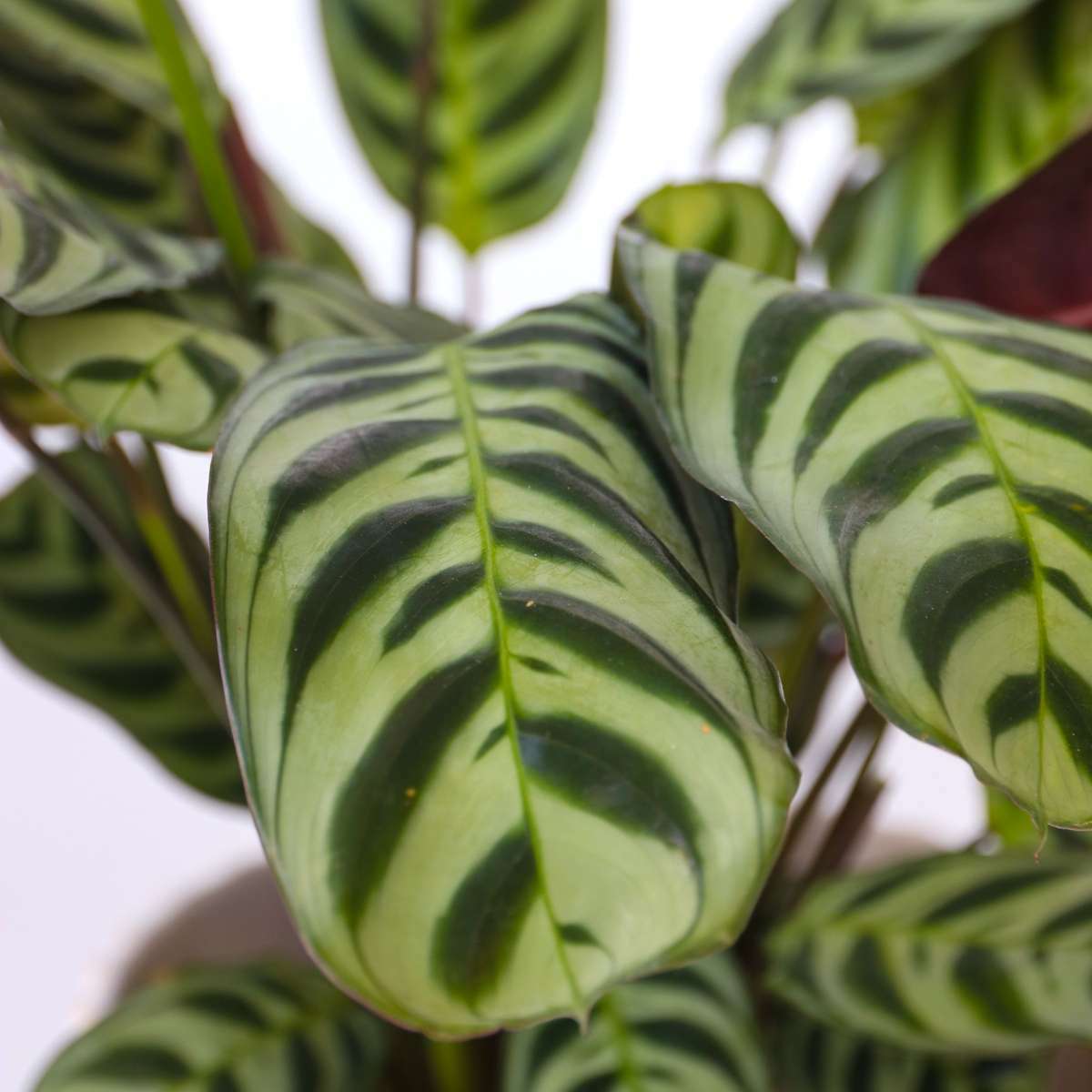 3181202_Closeup_01_SQ_723b91c2-e594-4899-a7b0-555a07144d08