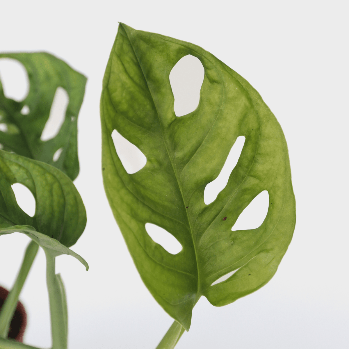 3190001_Closeup_01_SQ_a7478391-3244-4bfb-a384-bc2ccaf9fa71