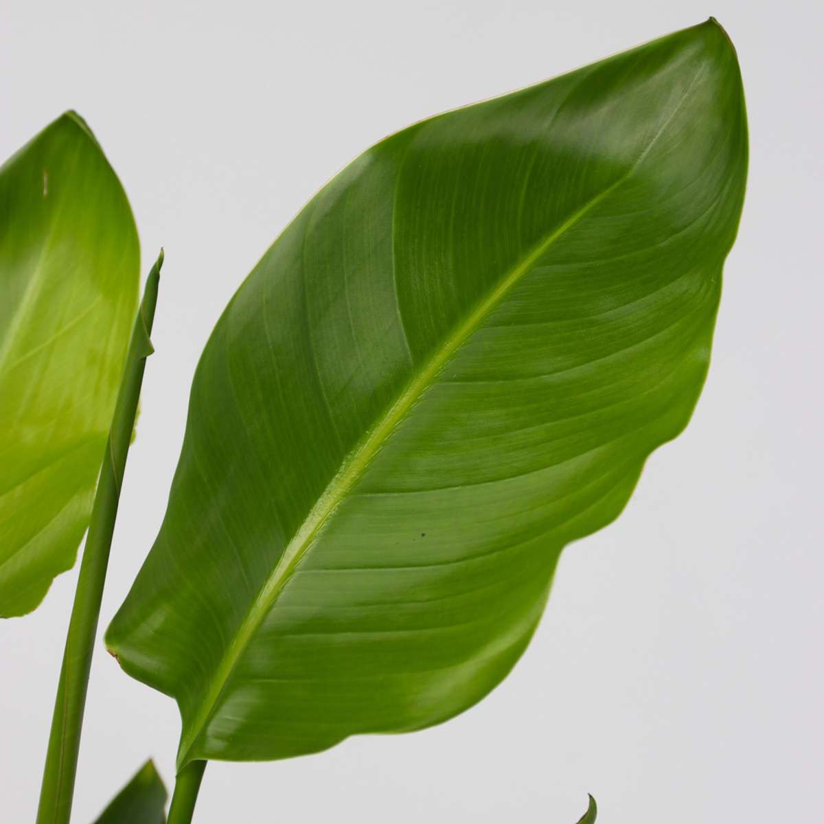 Giant Bird of Paradise Plant Strelitzia Nicolai - Height 55-70cm