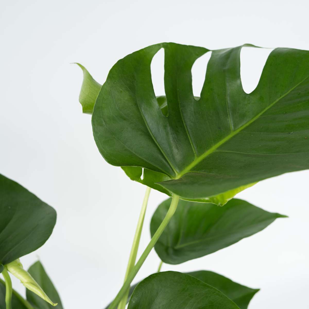 Monstera Deliciosa Houseplant Swiss Cheese Plant - Height 70-80cm