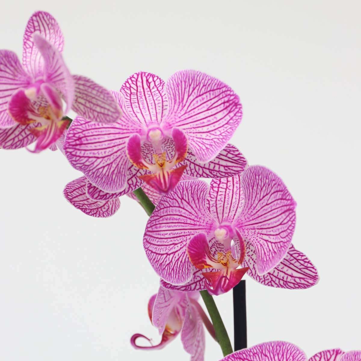 3514201_Closeup_01_SQ