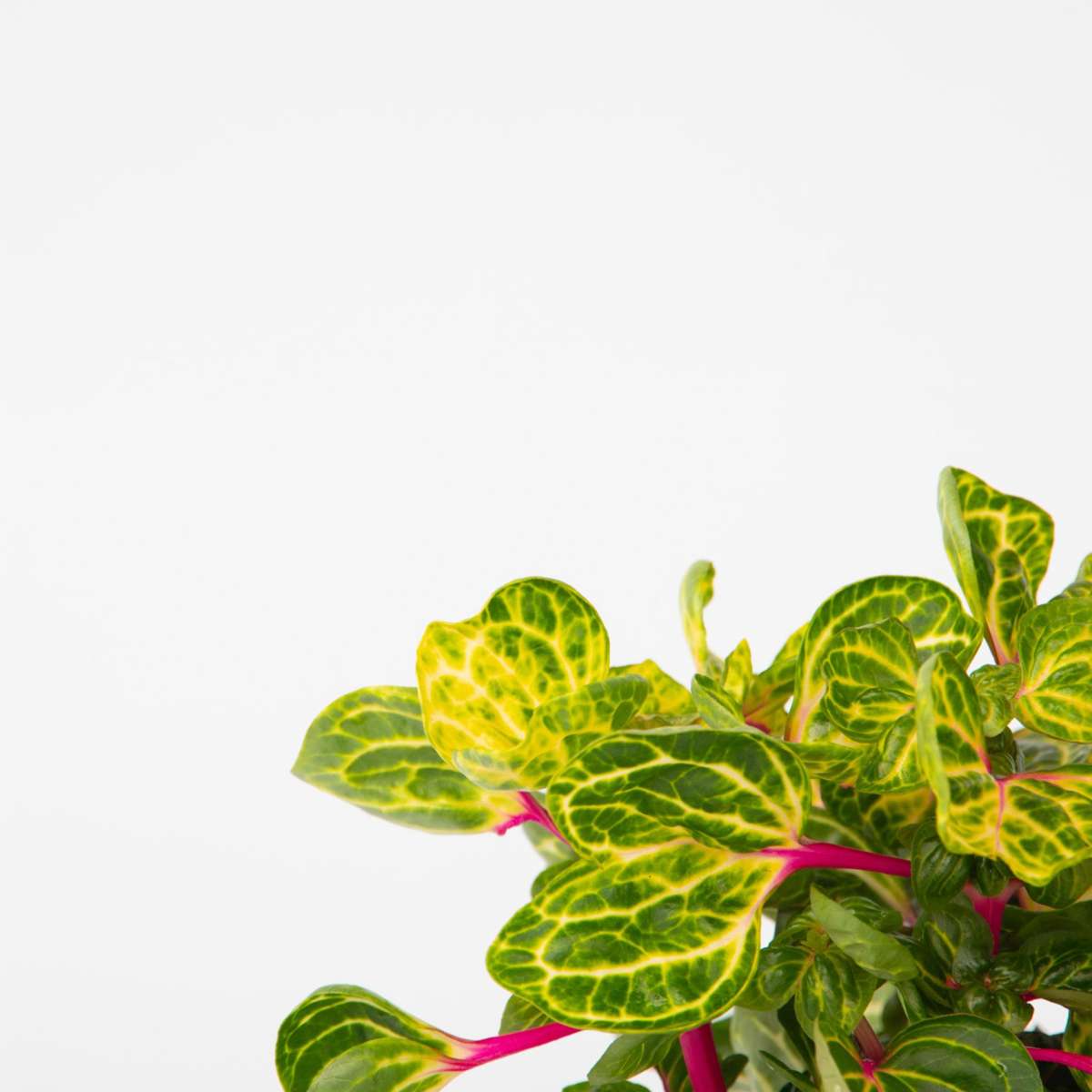 Iresine Herbstii Bloodleaf plant - Height 20-30cm