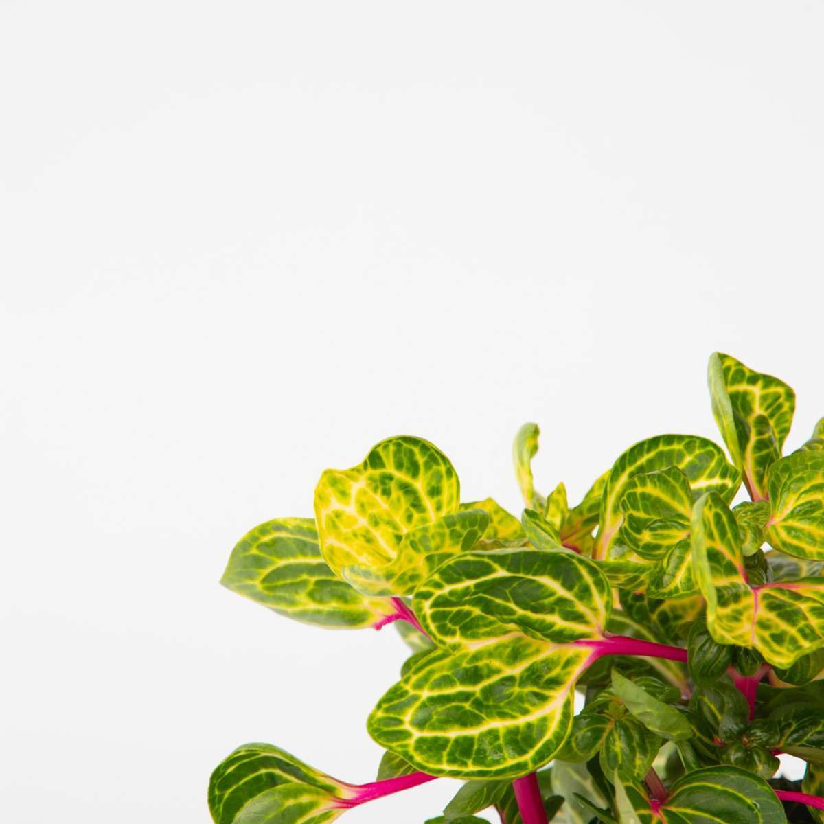 4508131_Closeup_01_SQ_9e283146-8d83-42bc-a804-f16dc584970f