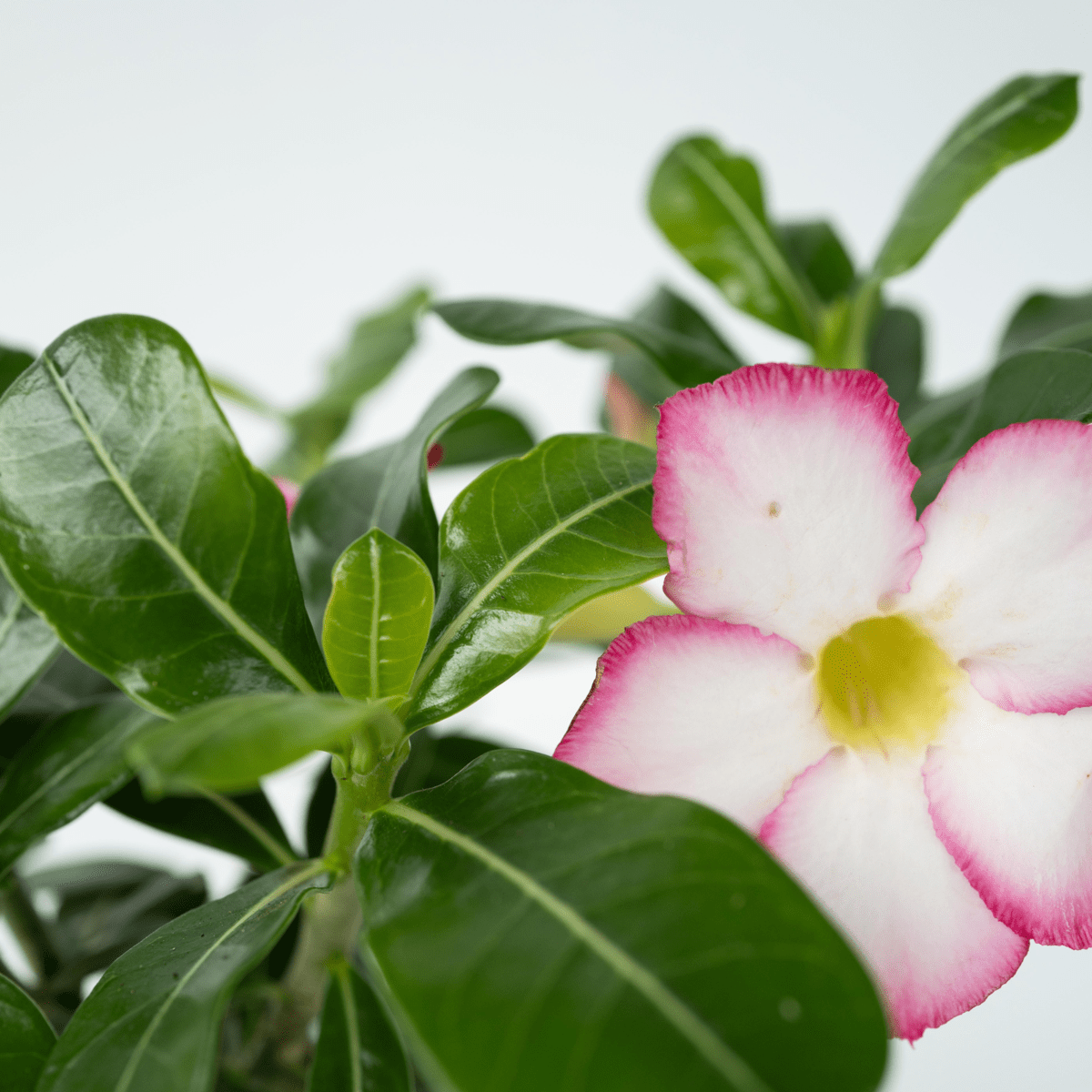 4513131_Closeup_02_SQ_11eaa2f1-aa86-4b6d-b3d4-b7f19e7d12fa