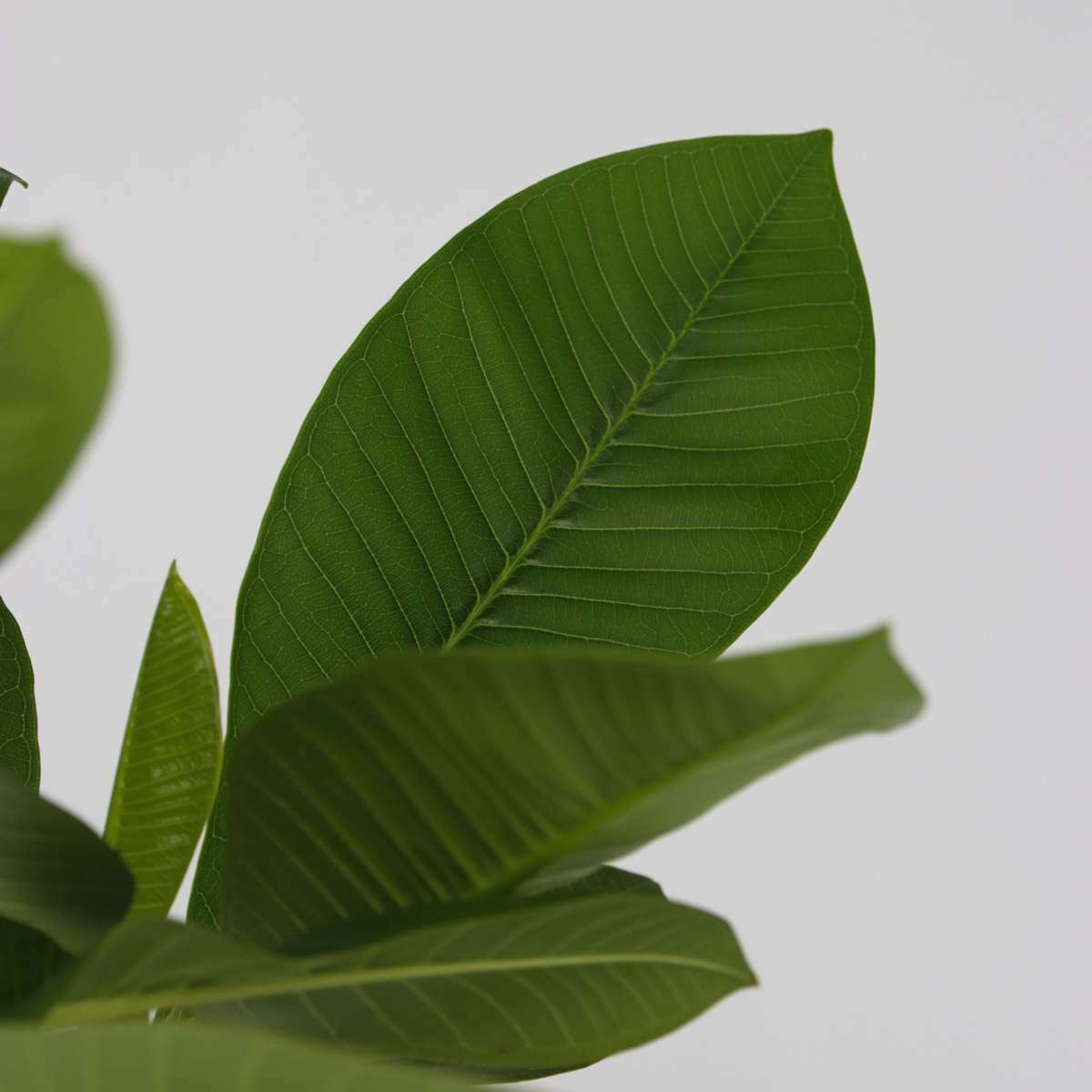 4517171_Closeup_02_SQ_d2df80e5-8691-48a0-85f9-f96c2ffc102c