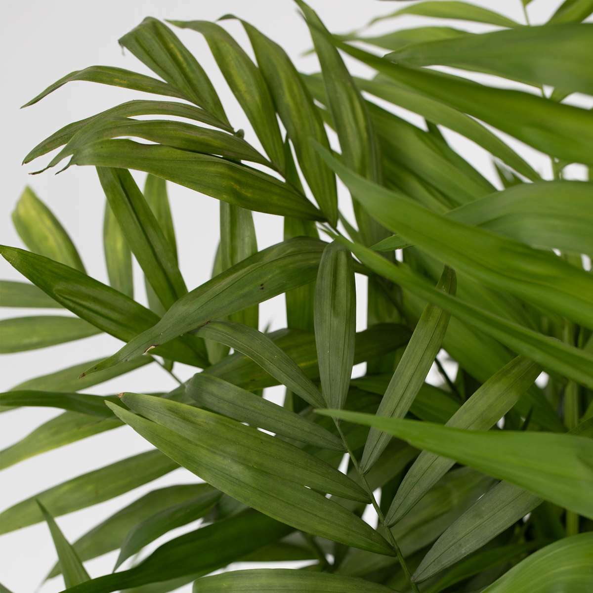 4715201_Closeup_02_SQ_39d100d1-5039-4459-8e85-6d678378f515