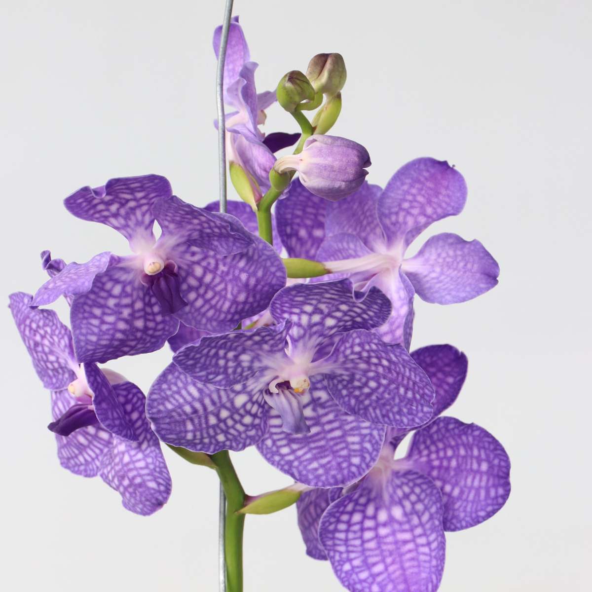 Vanda 'Magic Royal Blue' Orchid Flowering Houseplant - Height 55-65cm