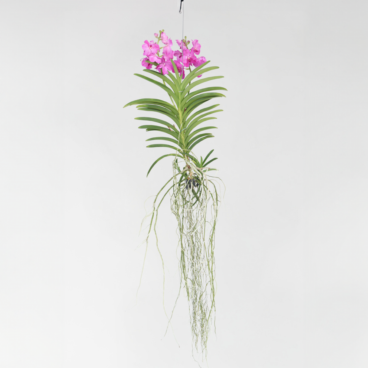 Vanda Orchid Flowering Houseplant Pink - Height 45-55cm