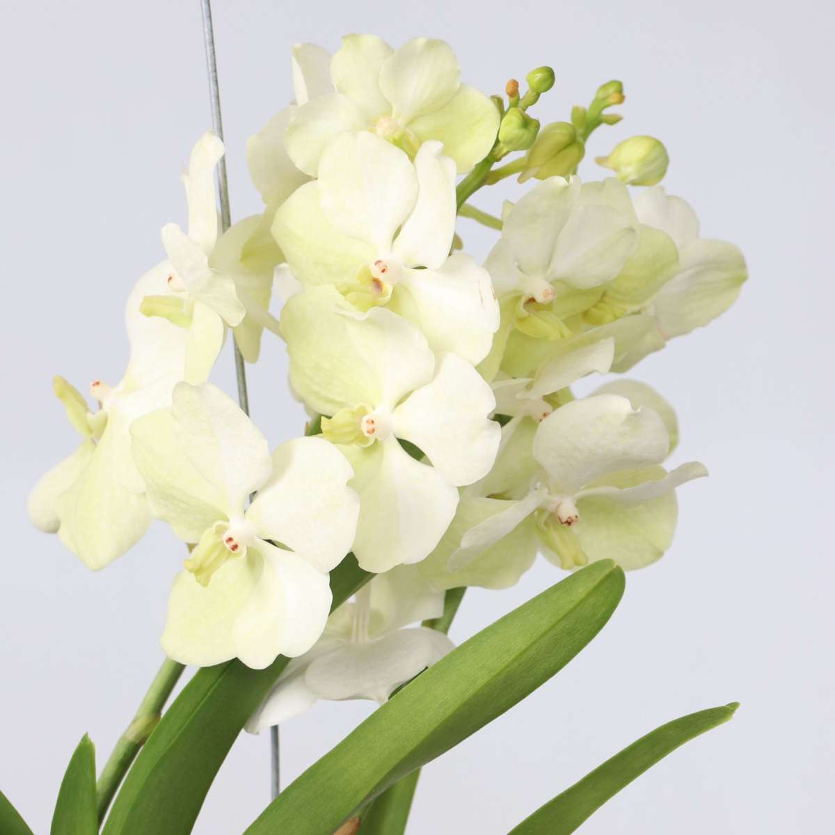 Vanda 'Tayanee White' - Vanda Orchid Houseplant - Height 45-55cm