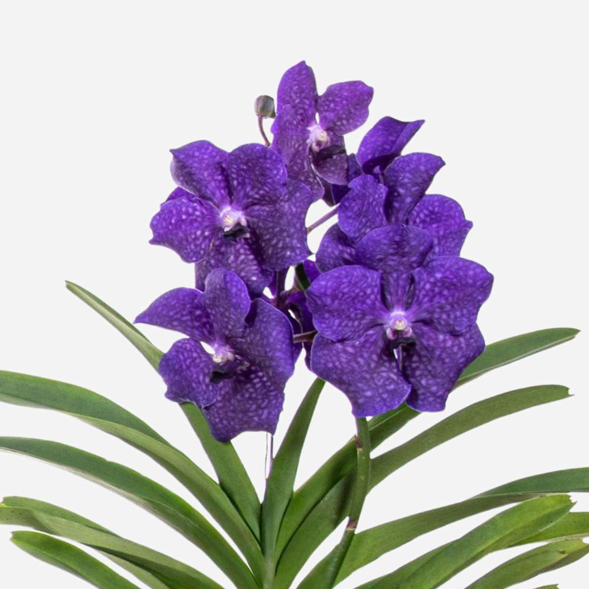 Blue Vanda Orchid Flowering Houseplant - Height 55-65cm