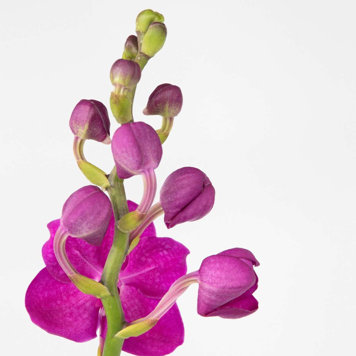 Pink Vanda Orchid Flowering Houseplant - Height 55-65cm