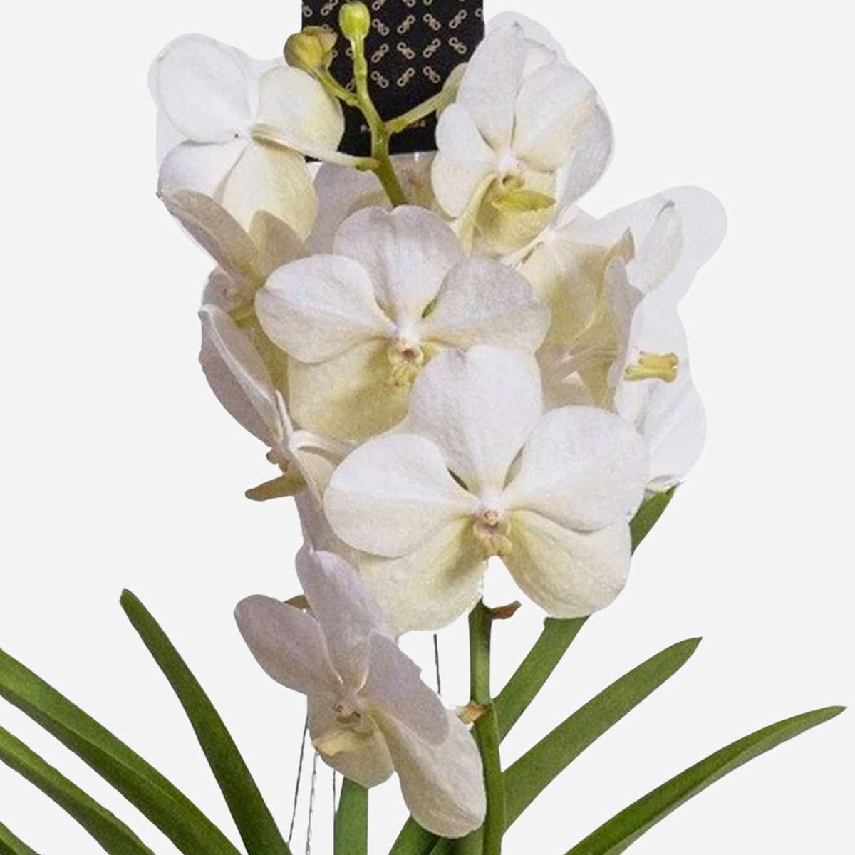 White Vanda Orchid Plant - Vanda 'White' - Height 55-65cm