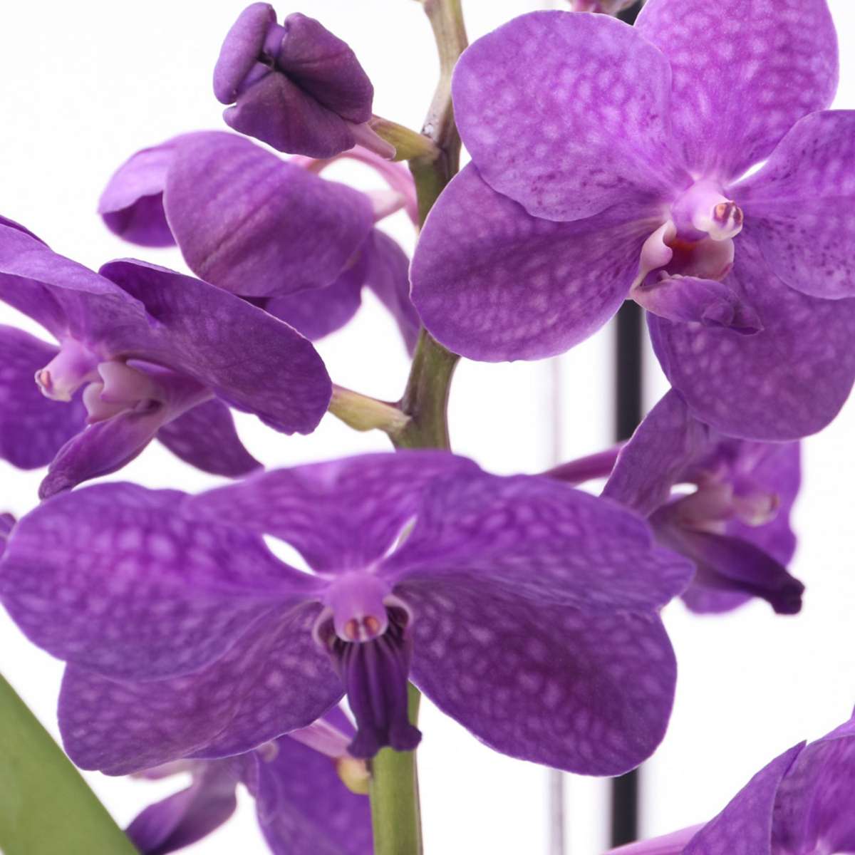 Vanda Orchid Flowering House Plant 'Blue' - Height 40-50cm