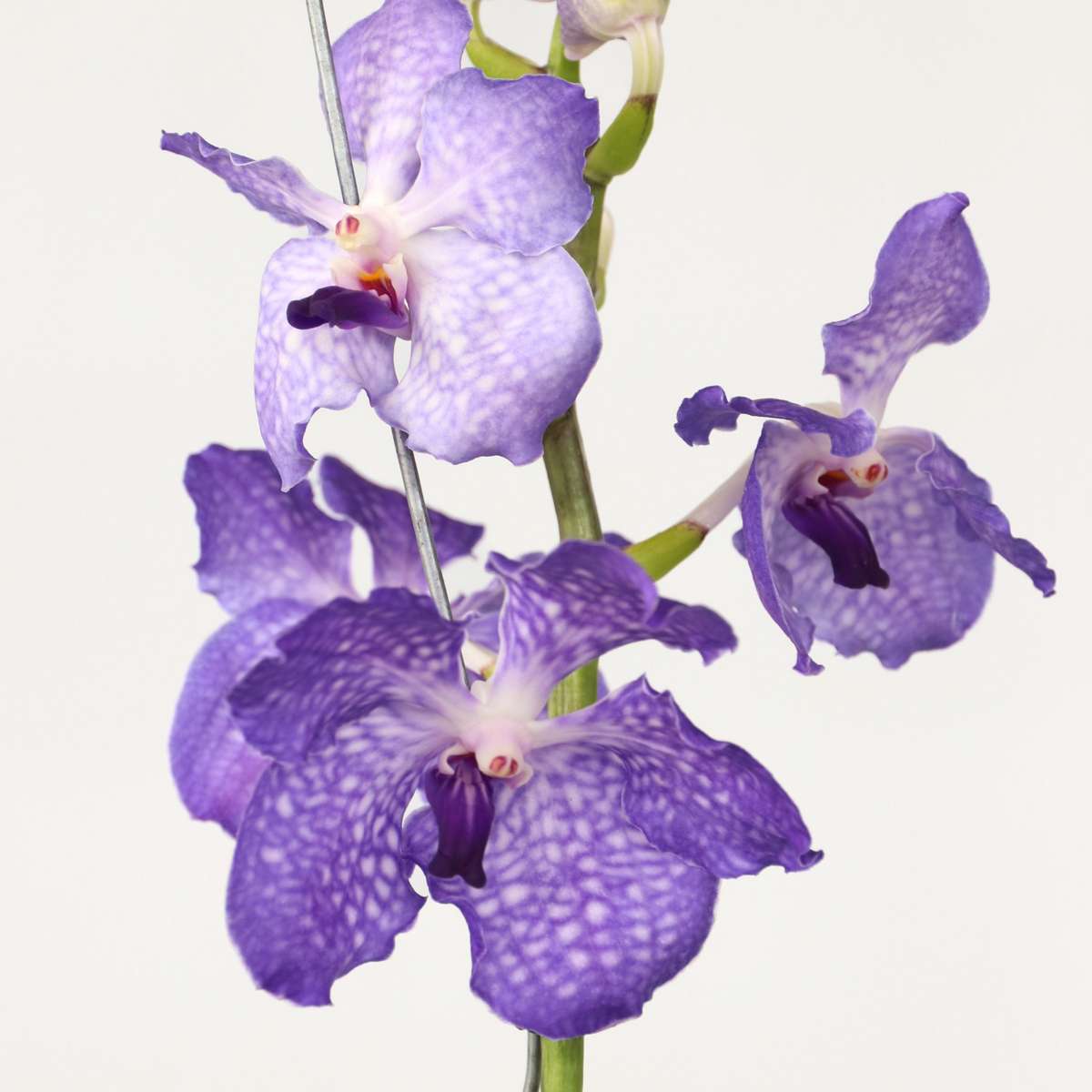 Orchid Blue Vanda Flowering Houseplant - Height 55-65cm