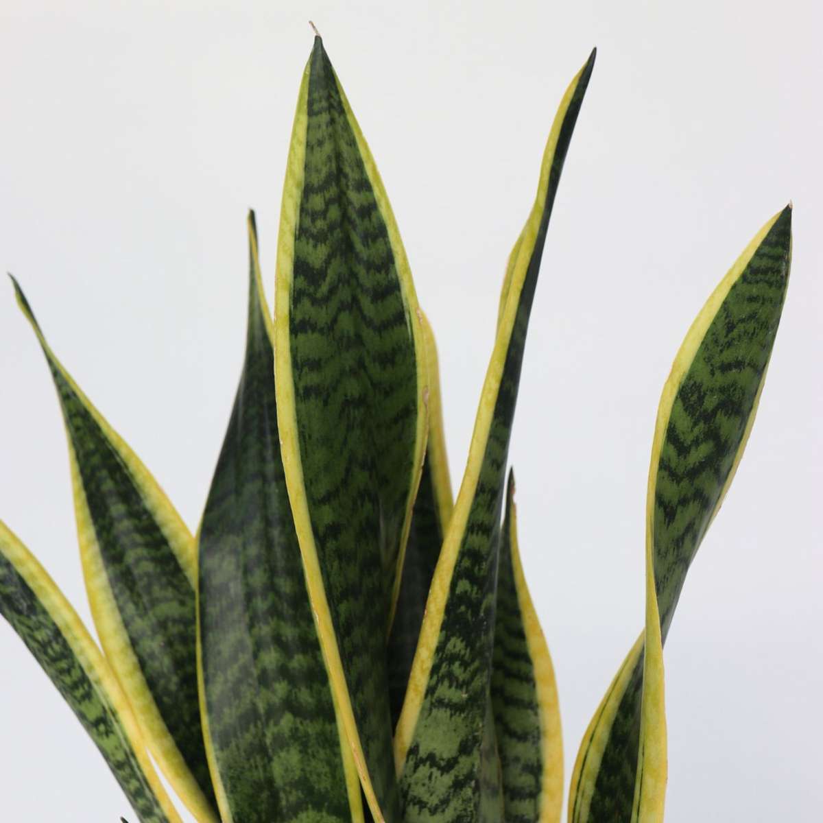 Snake Plant - Sansevieria Laurentii Trifasciata - Height 60-70cm