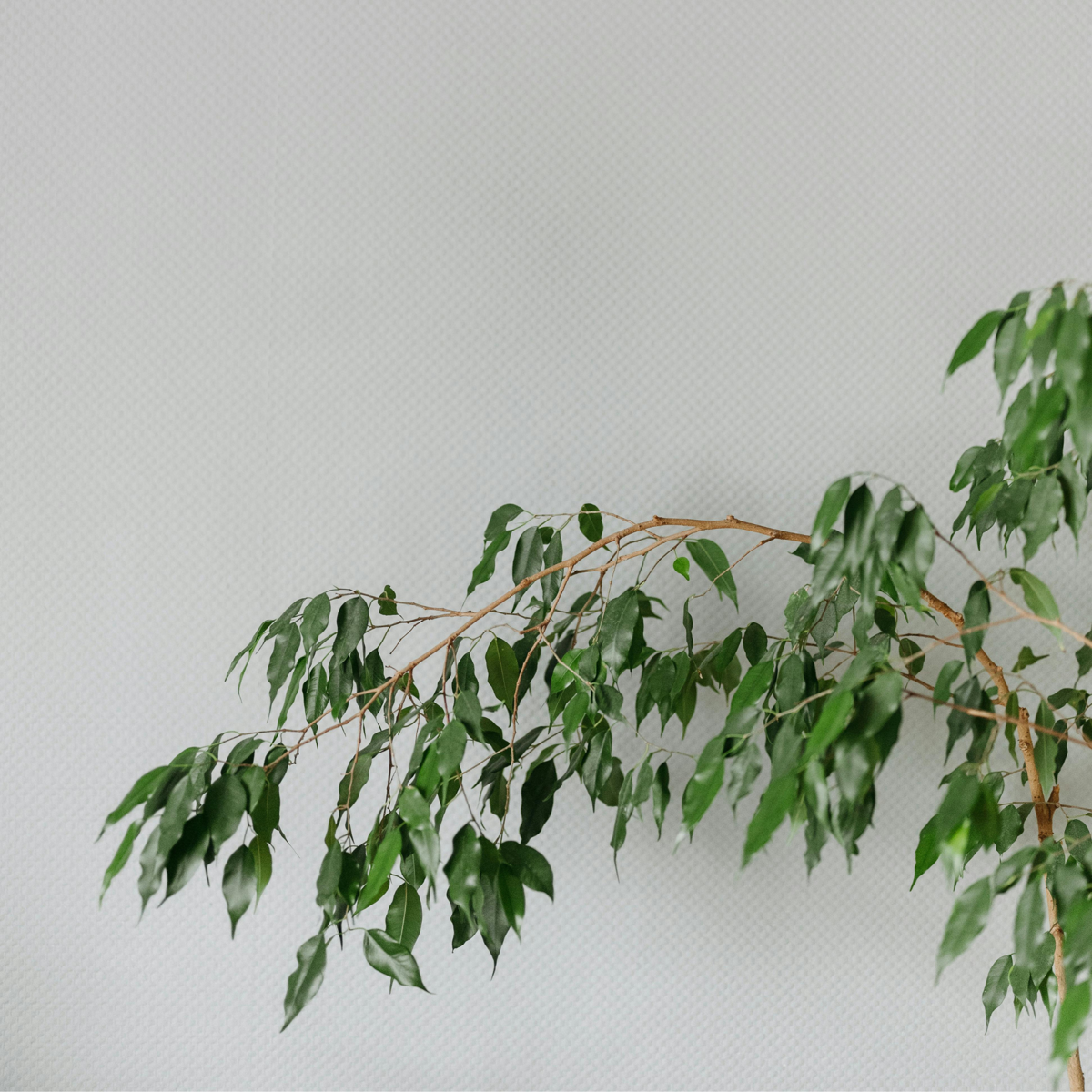 Ficus Benjamina Danielle Weeping Fig Houseplant - Height 100-110cm
