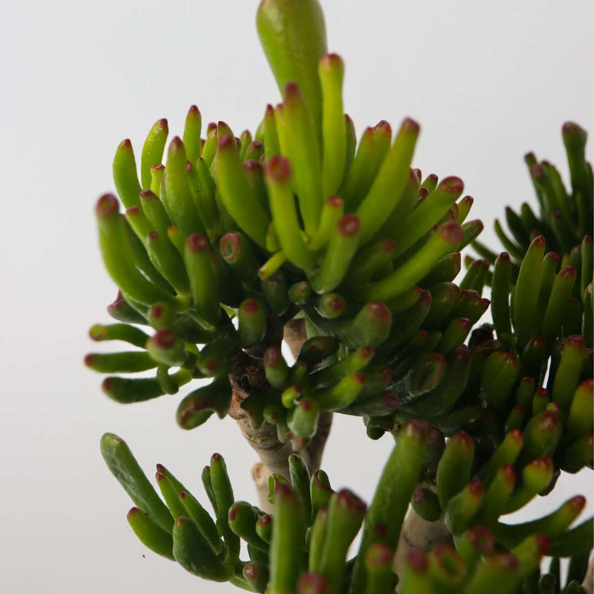 Crassula Ovata Hobbit Jade Plant - Height 55-60cm