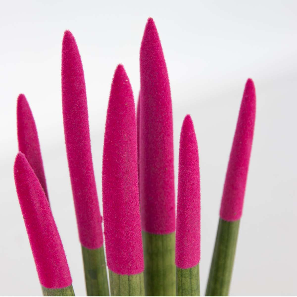 Sansevieria Cylindrica Snake Plant Pink Velvet Touch - Height 20-40cm