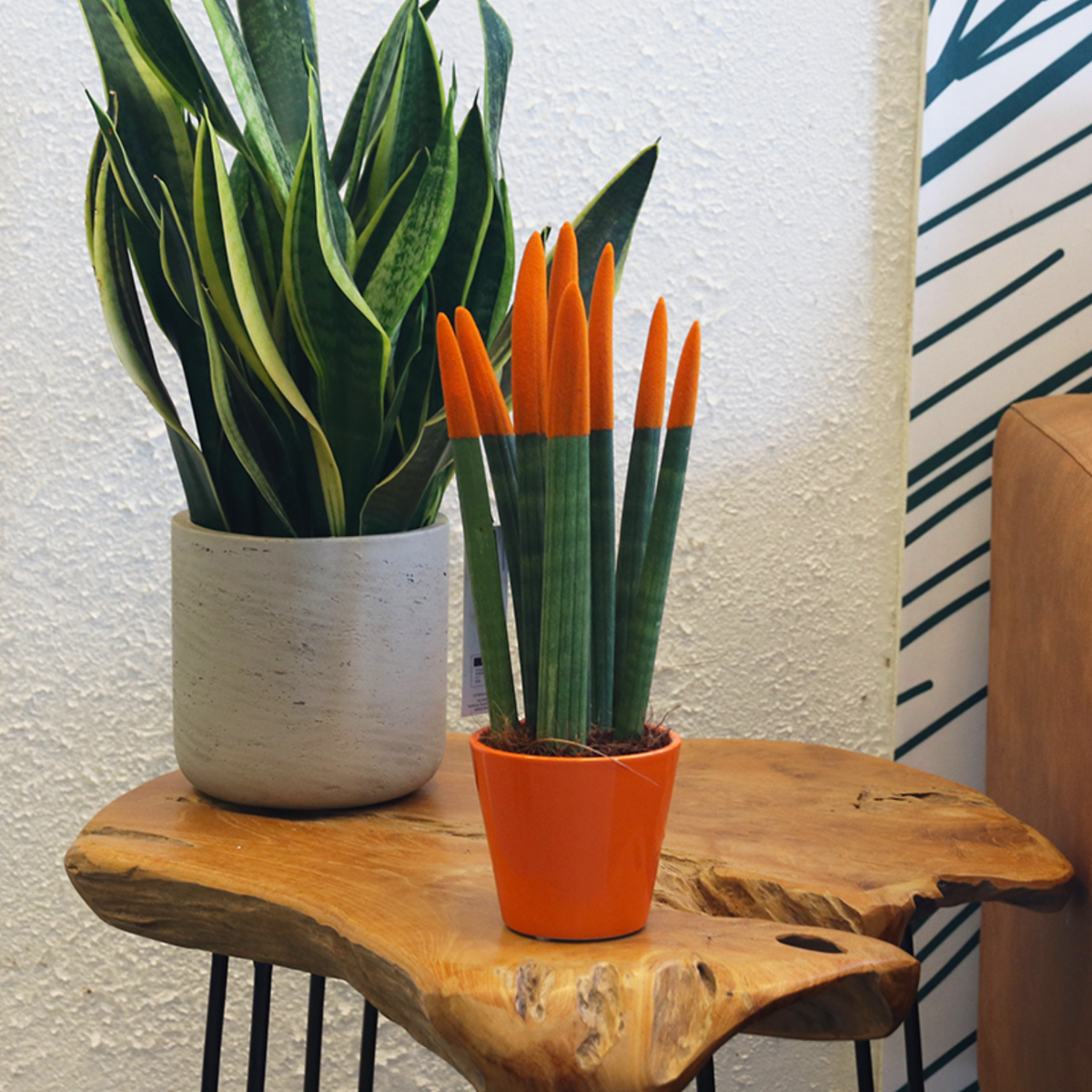 Sansevieria Cylindrica Snake Plant Orange Velvet Touch - Height 20-40cm
