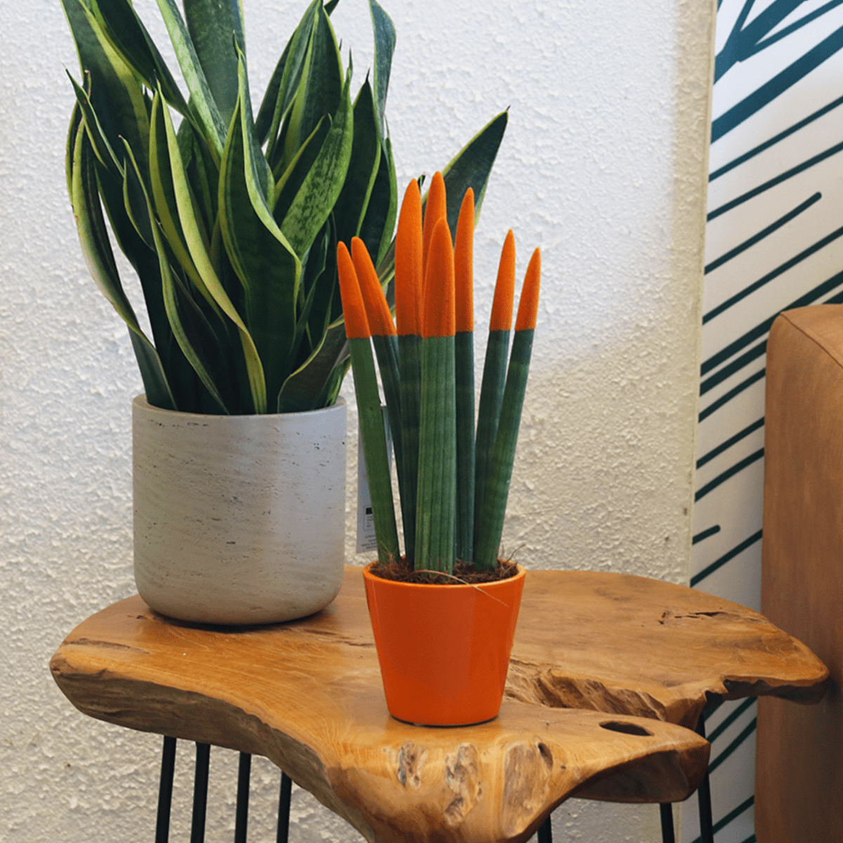 9132901_Closeup_02_SQ