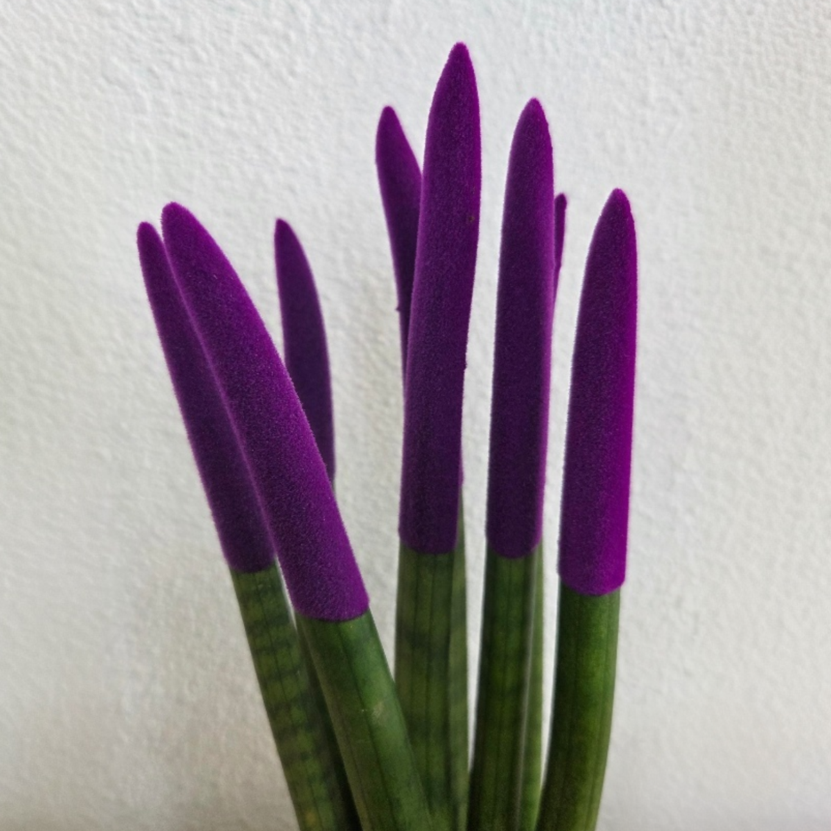 Sansevieria Cylindrica Snake Plant Purple Velvet Touch - Height 20-40cm