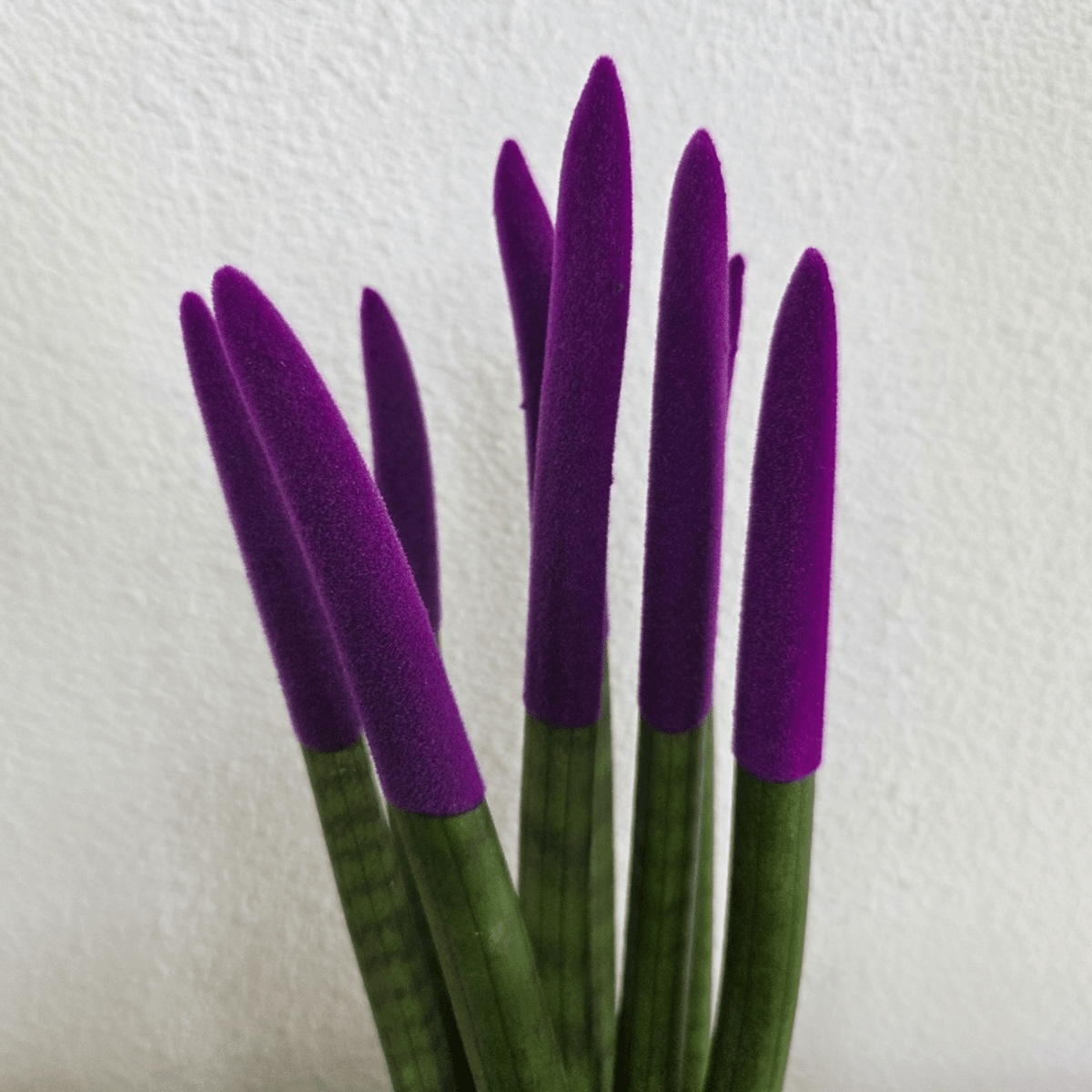 9133901_Closeup_01_SQ