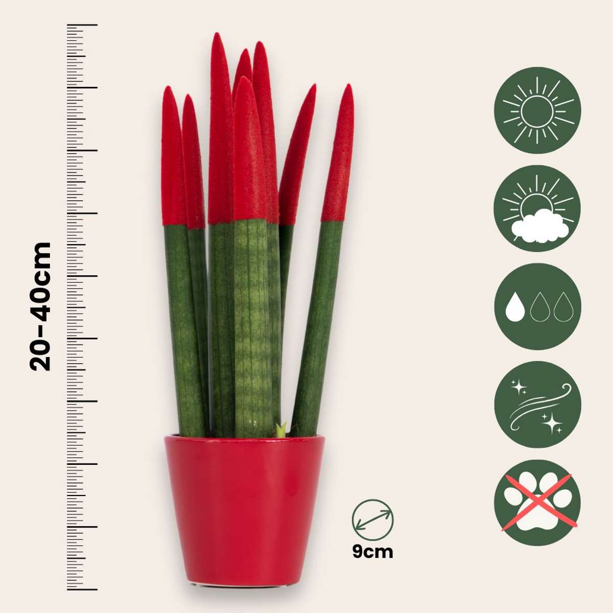 Sansevieria Cylindrica Snake Plant Red Velvet Touch - Height 20-40cm
