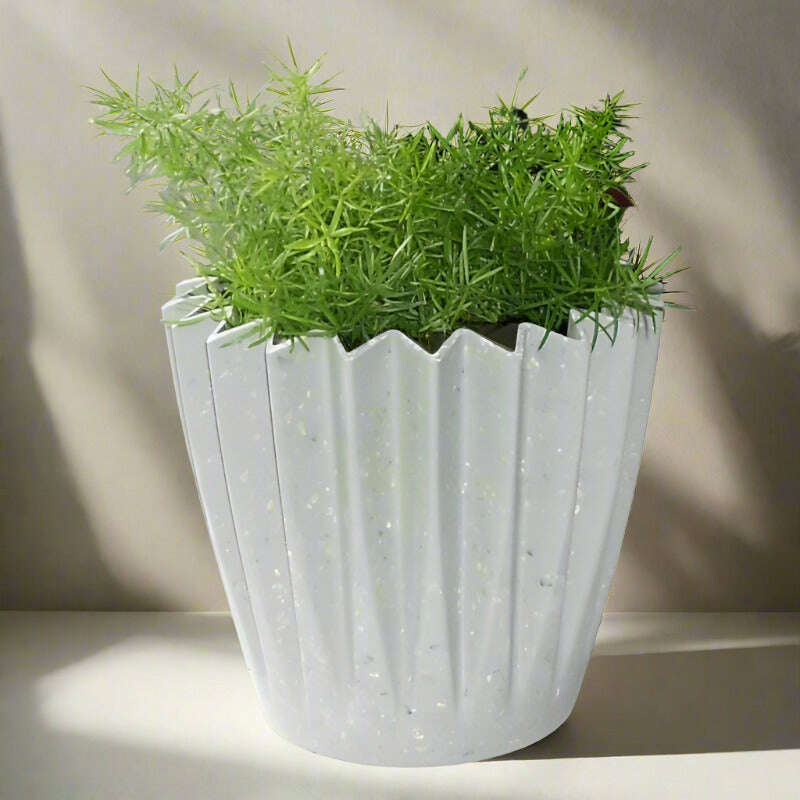 Asparagus-sprengii-13cm-OPP-POT6_2