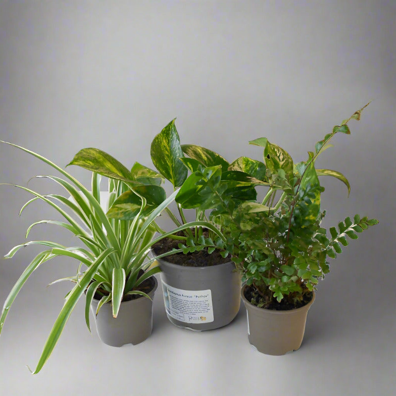 Good Bathroom Plants Bundle with Plant Pots
