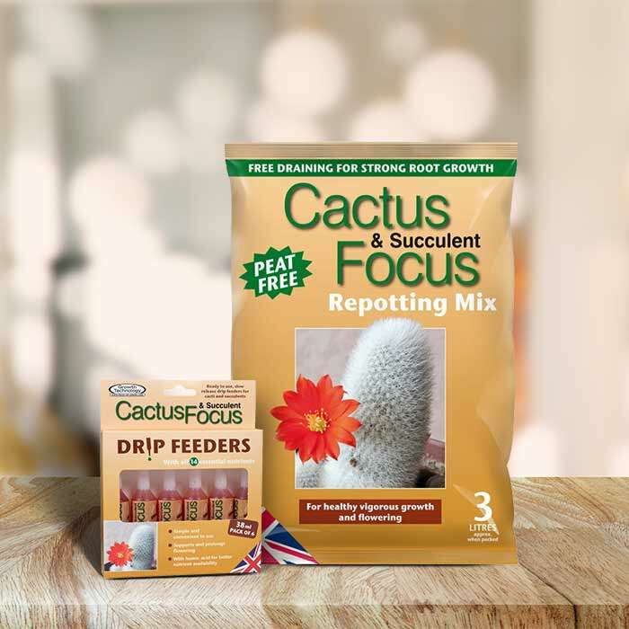 Cactus-Small