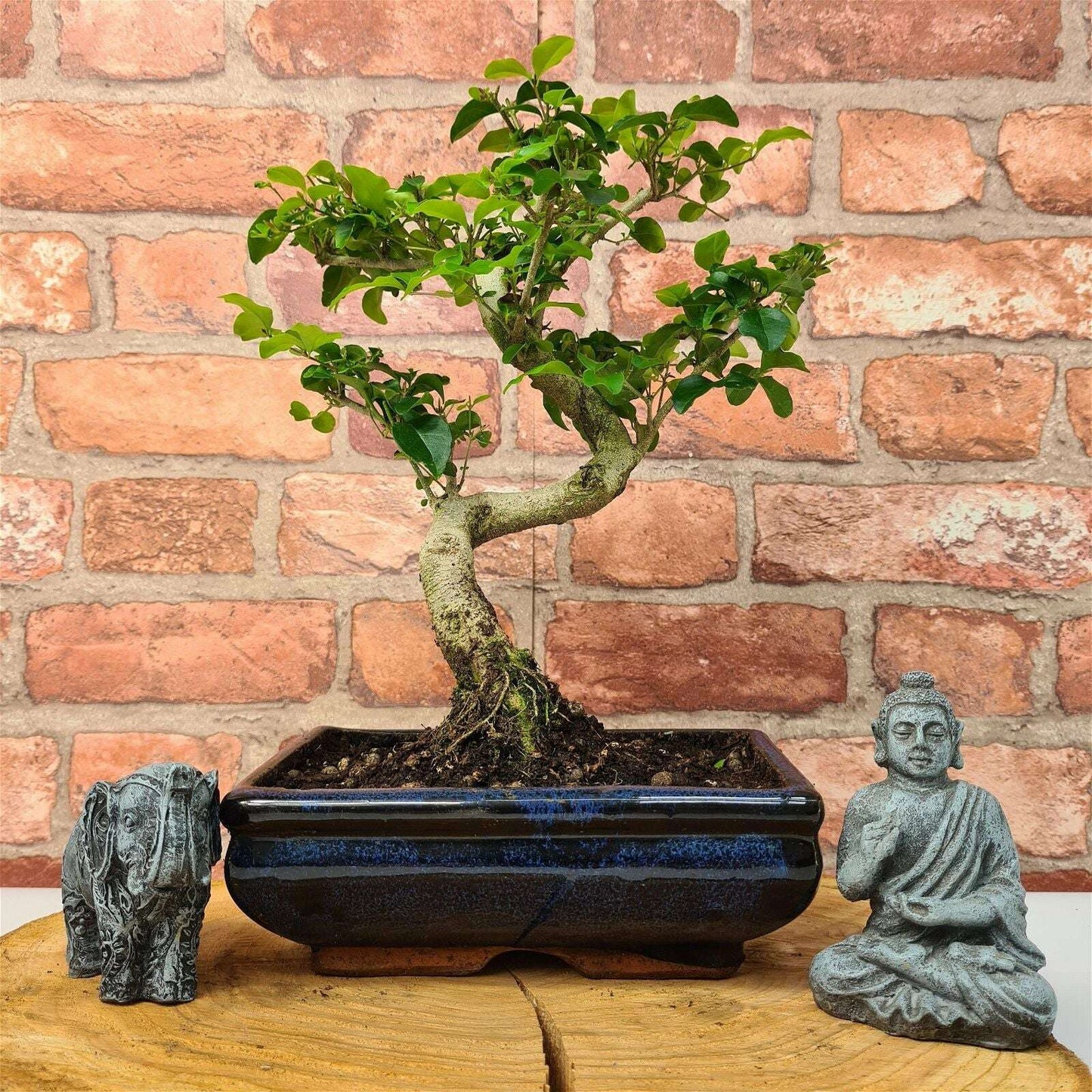 Chinese_Privet_Ligustrum_Sinense_Bonsai_Tree_Shaped_In_20cm_Pot_-_Yorkshire_Bonsai-24570