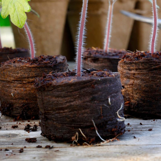 Compost Discs Peat Free 50pk Close Up 2