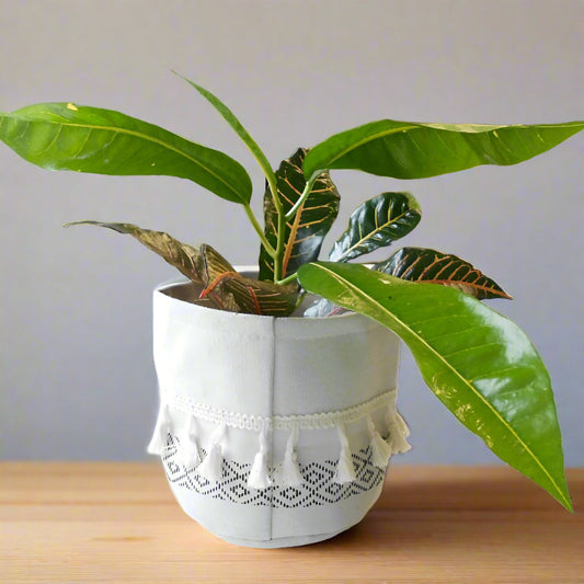 Croton Excellent Houseplant (Codiaeum Excellent) - Plant and Cotton Tasselled Pot Cover | Small Indoor Plants