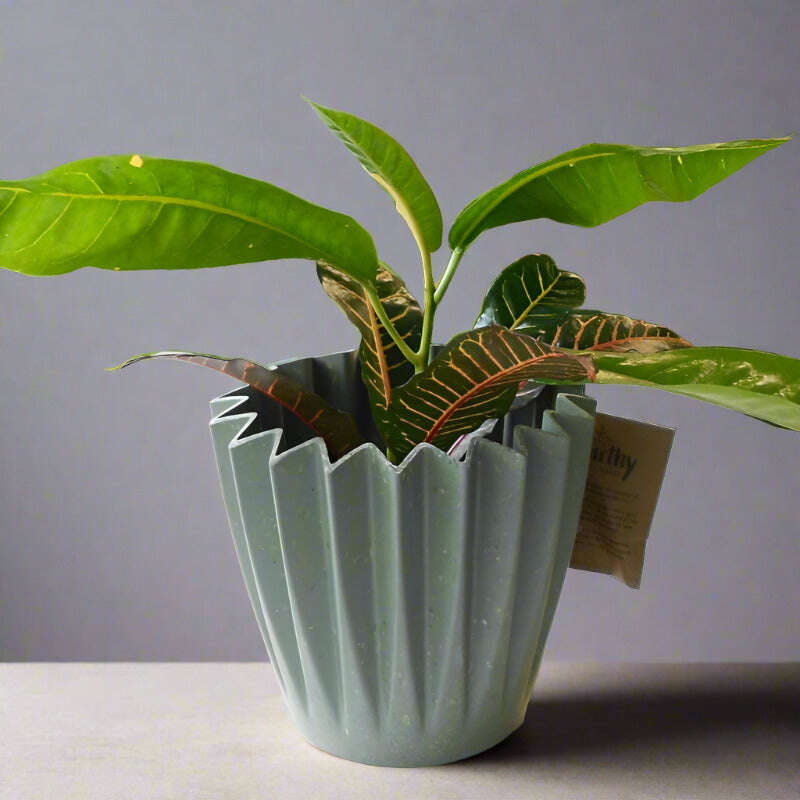 Croton-Excellent-13cm-OPP-POT6_1826fb72-6e17-41a0-9162-3b443f526ef0