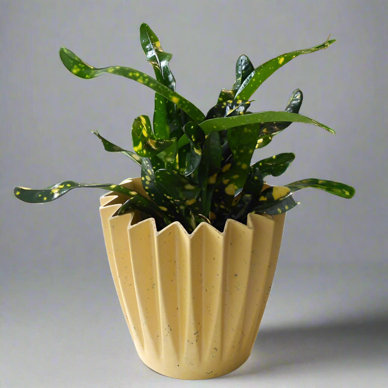 Croton Gold Dust Houseplant (Codiaeum Aucubaefolia) - Plant and Yellow Corrugated Pot | Small Indoor Plants
