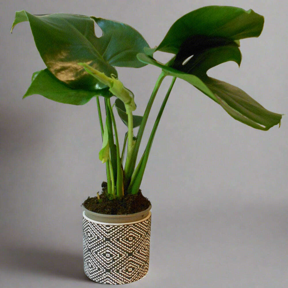 DSCN3922_859781cc-e186-4804-b00b-08c1e2130aad