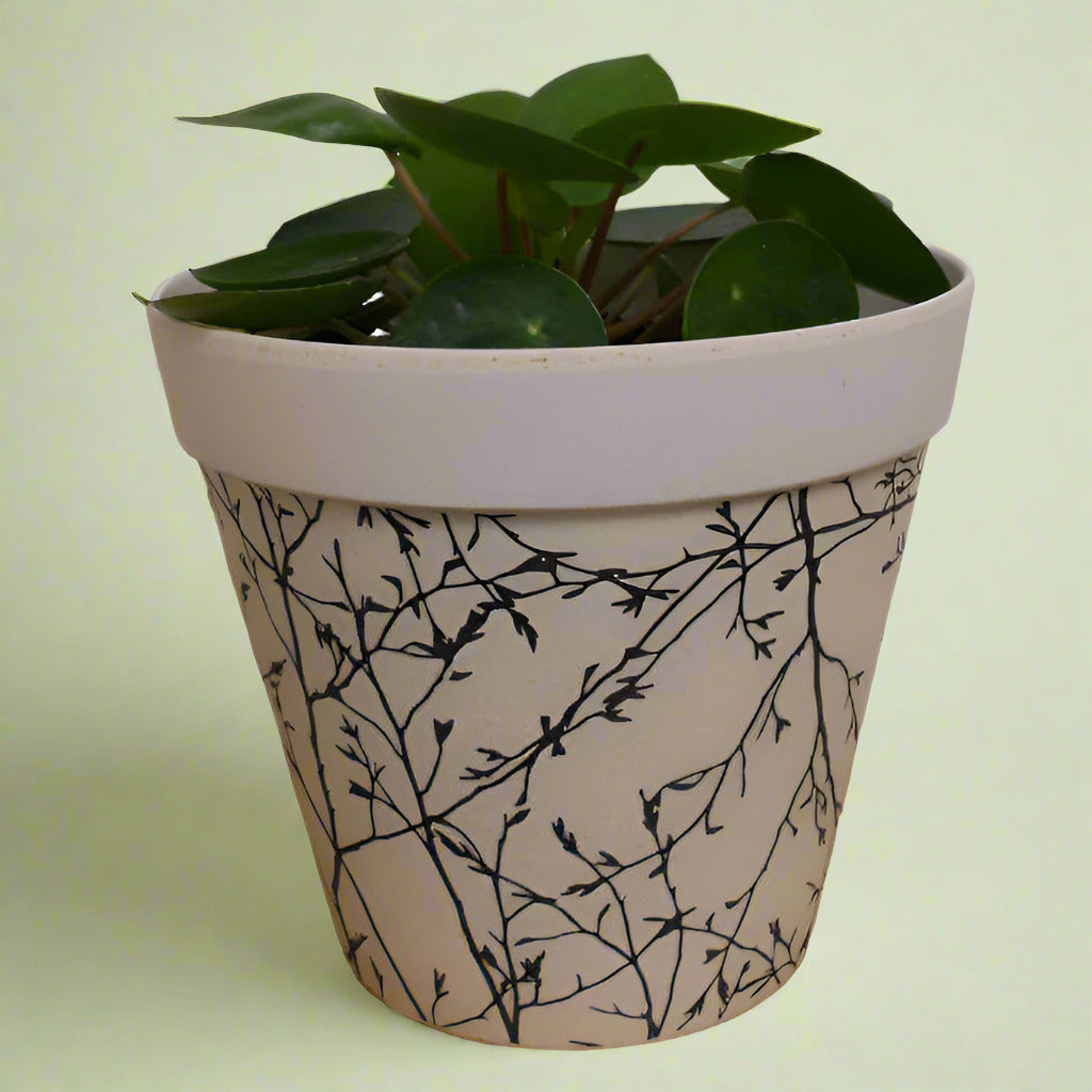 Chinese Money plant in a bamboo plant pot