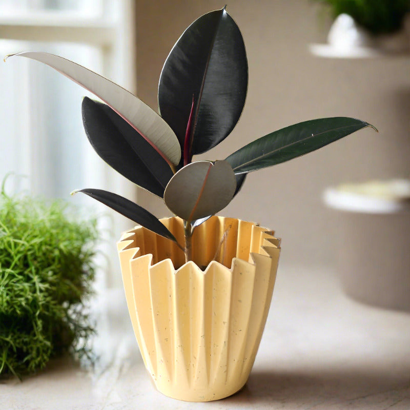 Ficus Elastica Adibijan (Rubber Plant) - Plant and Yellow Corrugated Pot | Small Indoor Plants
