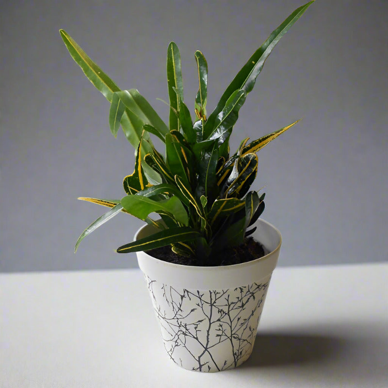 Yellow Banana Croton (Codiaeum Variegatum Banana) - Plant and Bamboo Pot | Small Indoor Plants