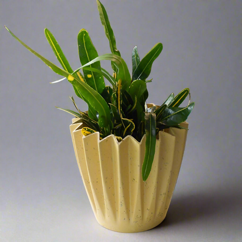 Yellow Banana Croton (Codiaeum Variegatum Banana) - Plant and Yellow Corrugated Pot | Small Indoor Plants