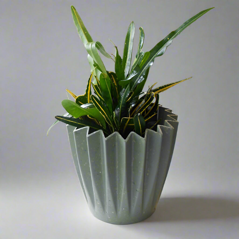 Yellow Banana Croton (Codiaeum Variegatum Banana) - Plant and Sage Green Corrugated Pot | Small Indoor Plants