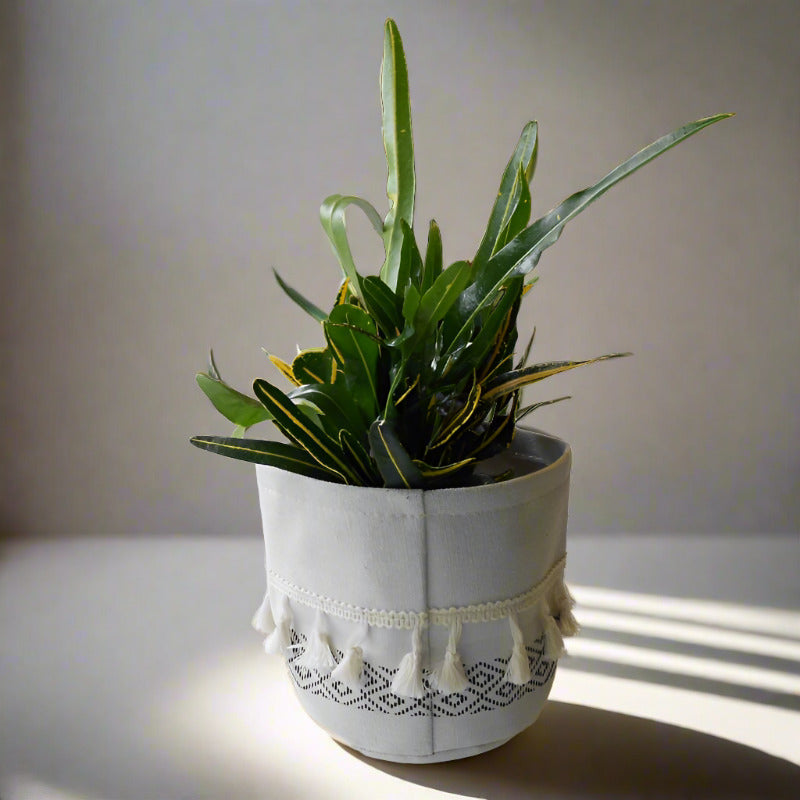 Yellow Banana Croton (Codiaeum Variegatum Banana) - Plant and Cotton Tasselled Pot Cover | Small Indoor Plants