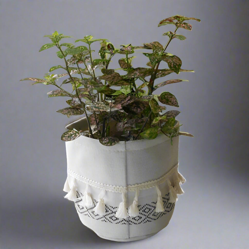 Hypoestes Sanguinolenta Pink (Pink Polka Dot Plant) - Plant and Cotton Tasselled Pot Cover | Small Indoor Plants